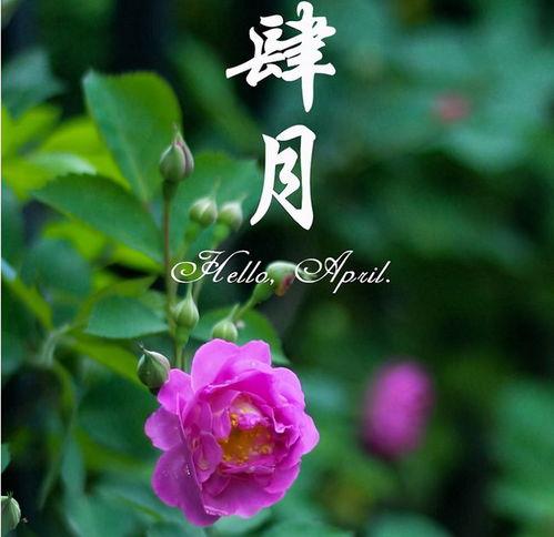 花开时想月,一场诗意交织的时光之旅