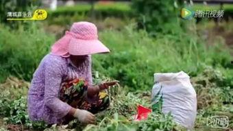 银驹（国语版）,传奇骏马与英雄少年的奇幻之旅