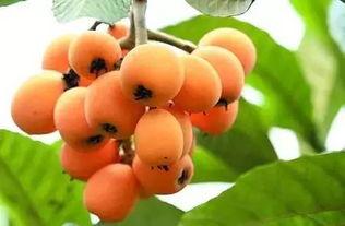 枇杷如盖方知悔