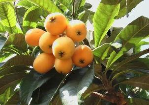 枇杷如盖方知悔