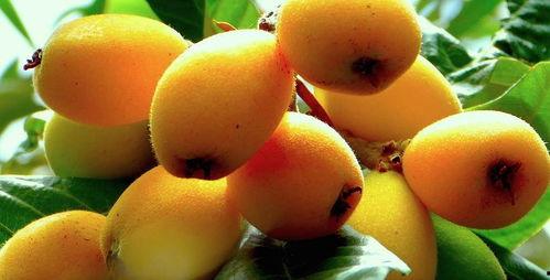 枇杷如盖方知悔