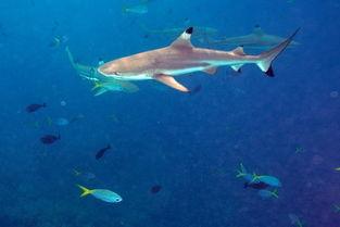 鲨鱼之城,深海探险之旅