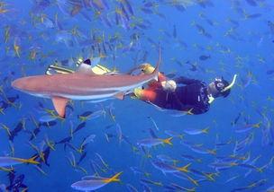 鲨鱼之城,深海探险之旅